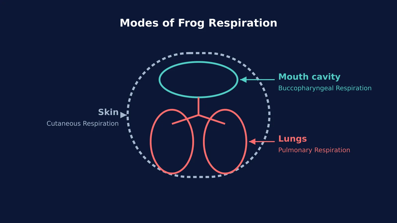 Diagram showing the three respiratory organs of a frog: skin, mouth cavity, and lungs.