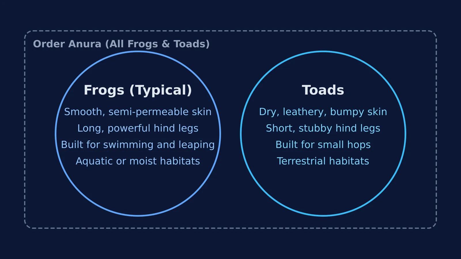 Diagram showing the traits of typical frogs and toads within Order Anura.