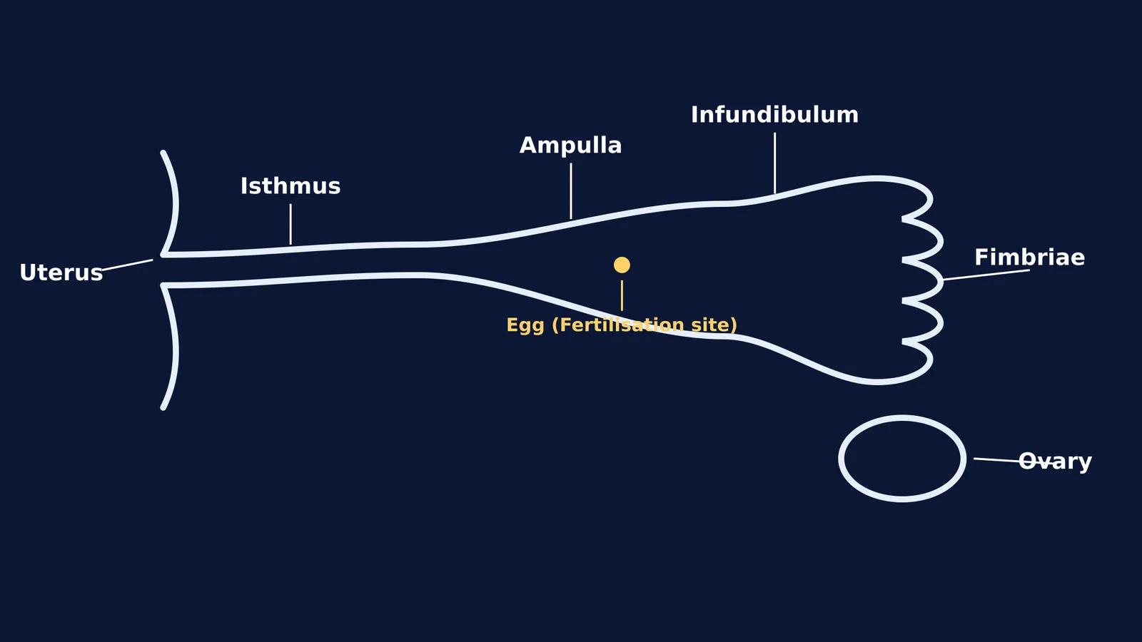 Diagram showing the uterus, isthmus, ampulla, infundibulum, fimbriae, and ovary, with an egg marking the fertilisation site in the ampulla.