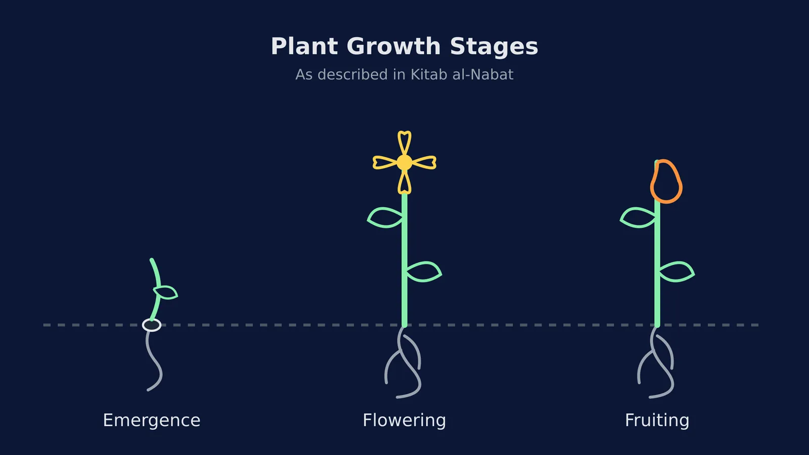 Diagram showing three plant growth stages: emergence, flowering, and fruiting.