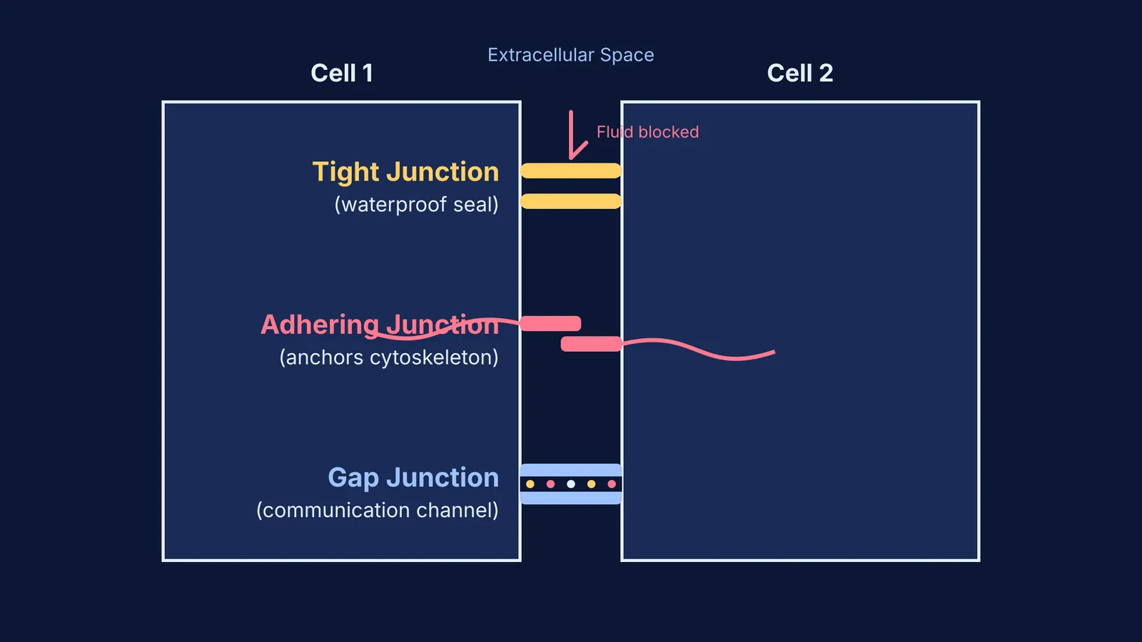Diagram showing tight junctions preventing leaks, adhering junctions anchoring the cytoskeleton, and gap junctions providing a channel between cells.
