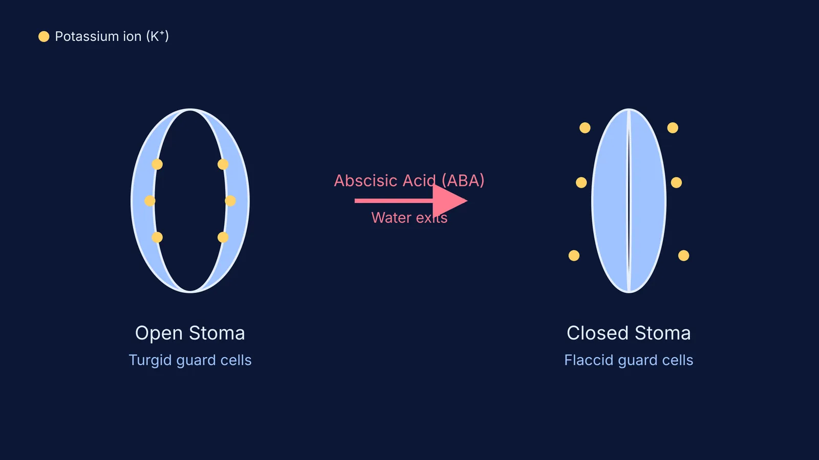 Diagram showing turgid guard cells of an open stoma becoming flaccid and closing under ABA.