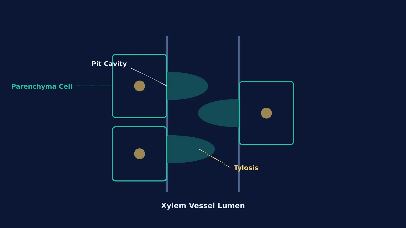 Diagram showing tyloses ballooning from parenchyma cells into a xylem vessel