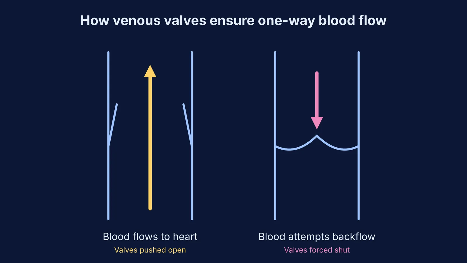 Diagram showing venous valves opening to allow blood to the heart and closing to prevent backflow