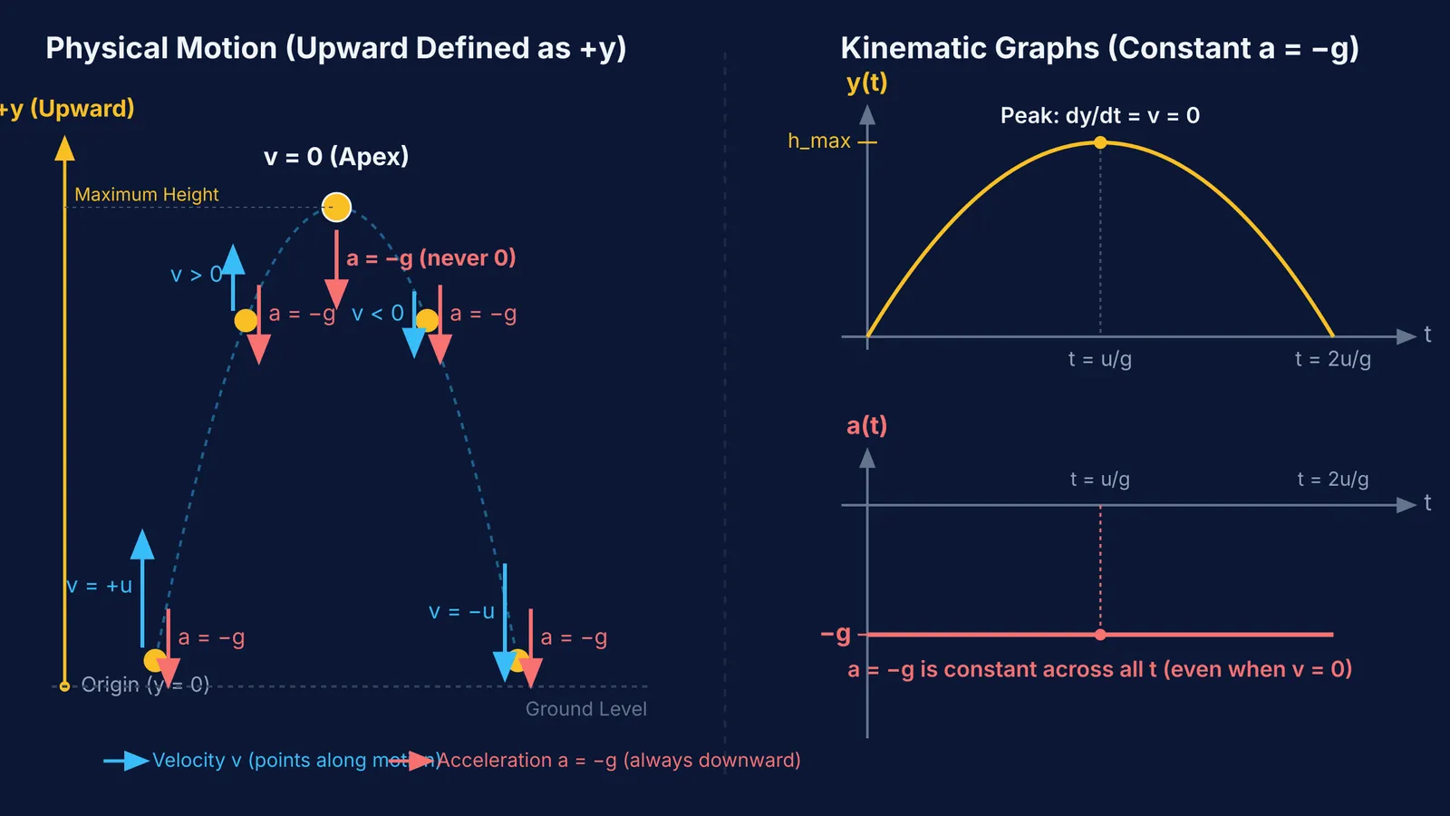 Diagram showing vertical projectile trajectory and kinematic graphs where acceleration remains constant negative g