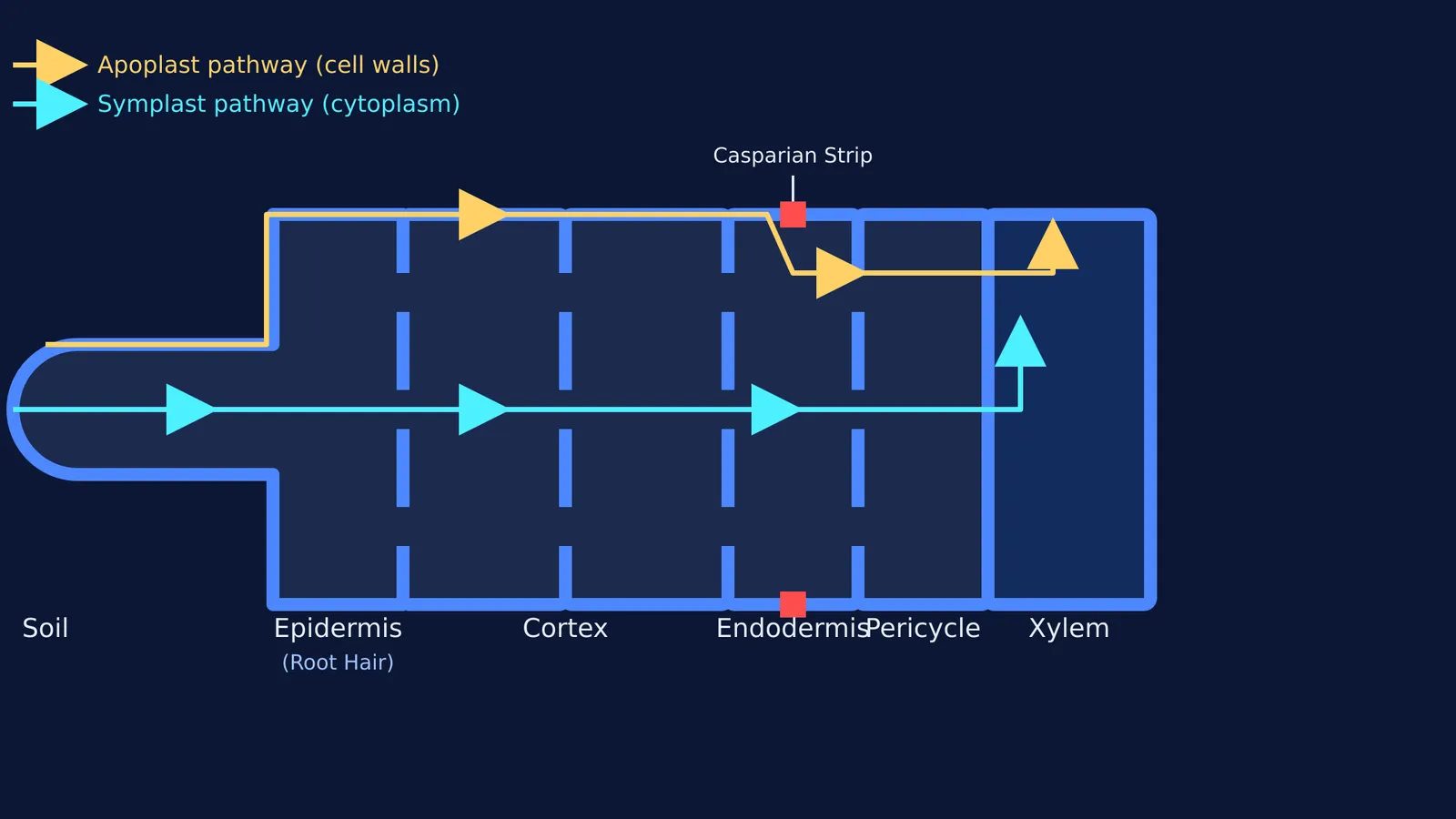 Diagram showing water path from root hair to xylem