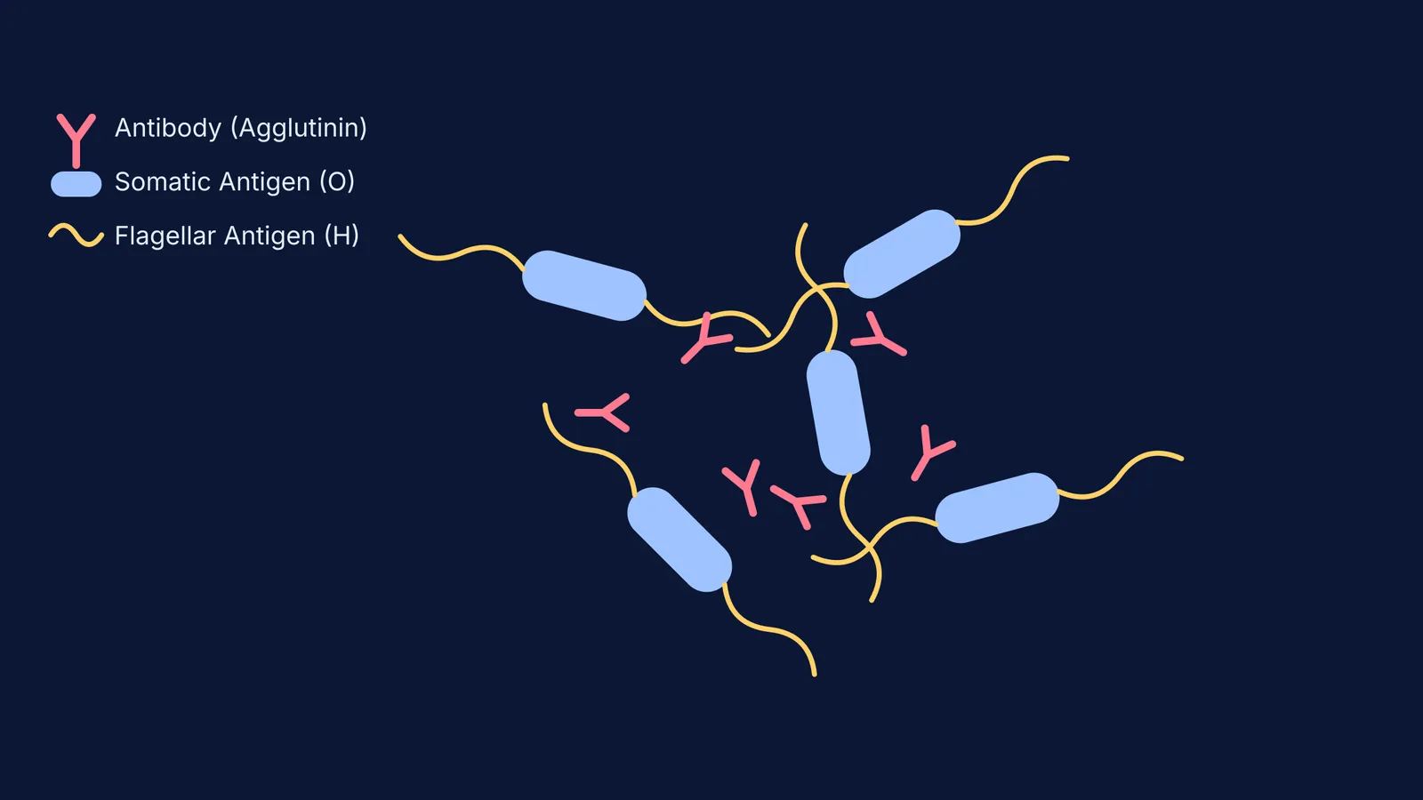 Diagram showing Y-shaped antibodies cross-linking Salmonella bacteria