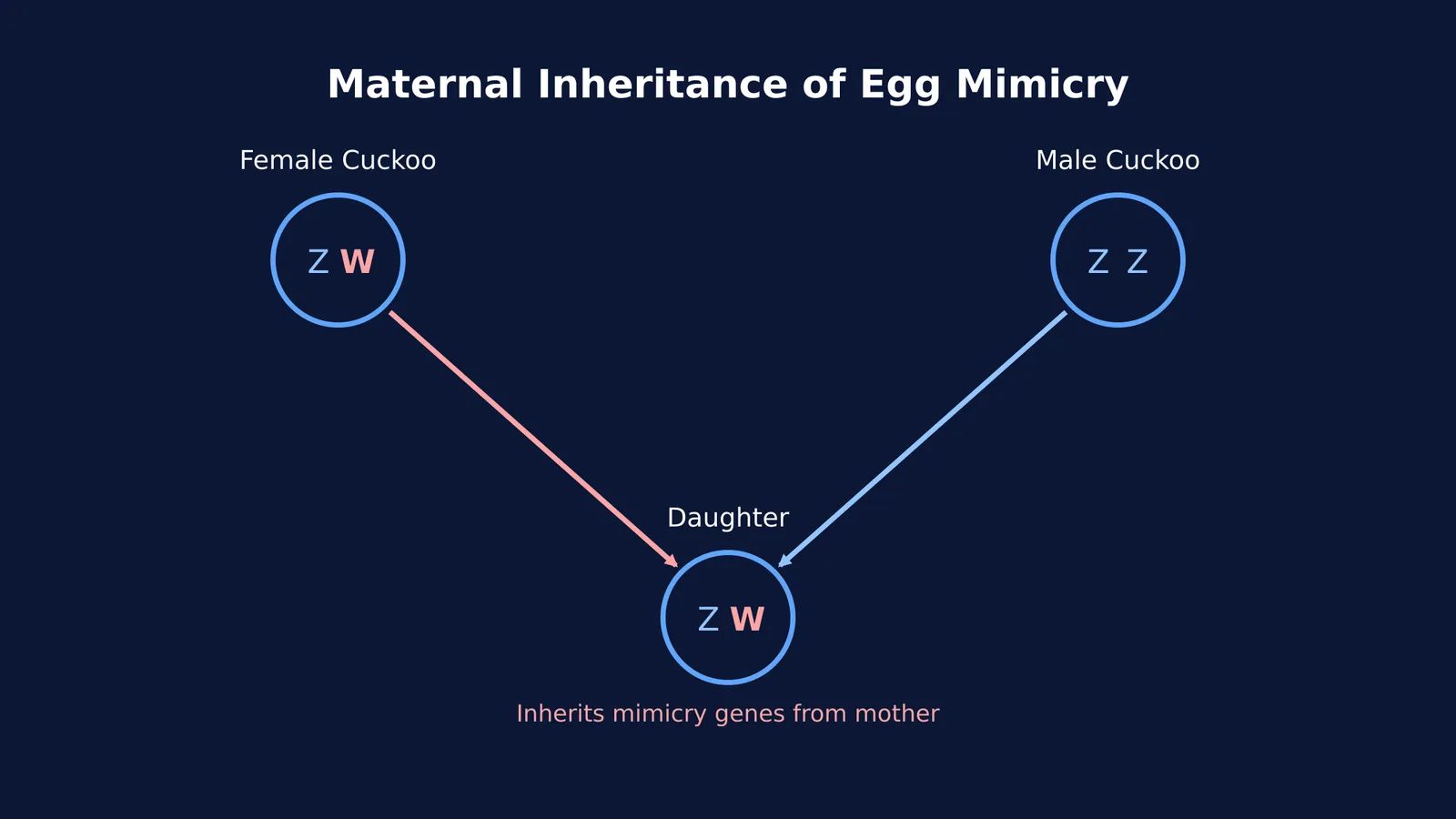 Diagram showing Z and W sex chromosomes passed to a female cuckoo daughter.