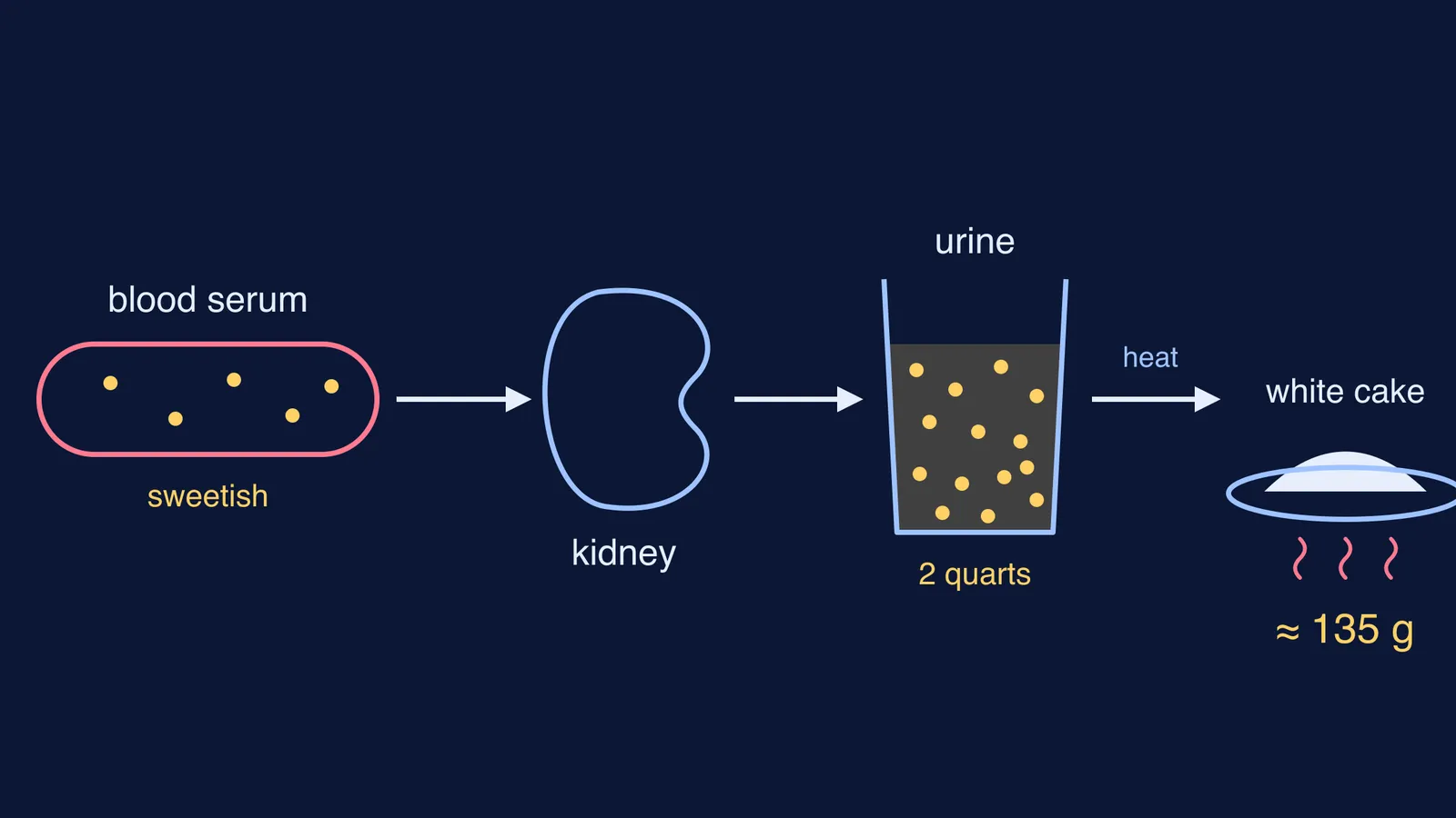 Diagram: sweet blood serum, kidney, sweeter urine, evaporated to a 135 g sugar cake