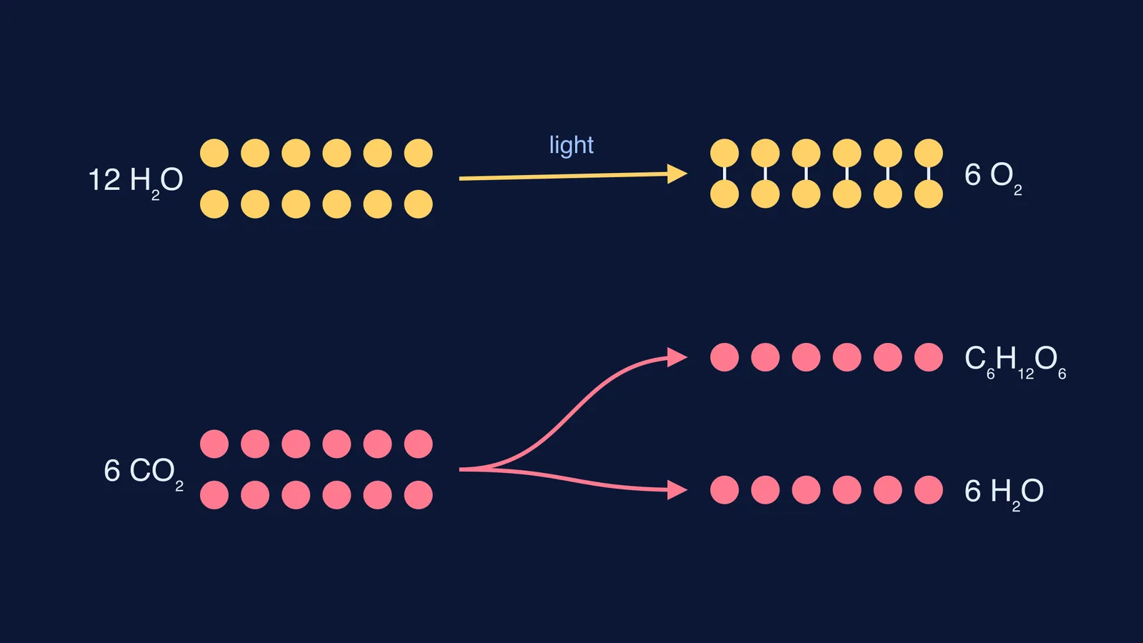 Diagram tracing 24 oxygen atoms from water and carbon dioxide into photosynthesis products