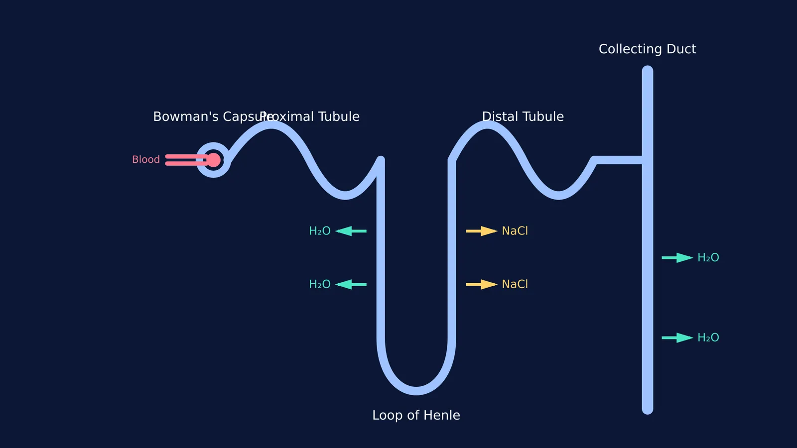 Diagram tracing the flow and reabsorption in a nephron