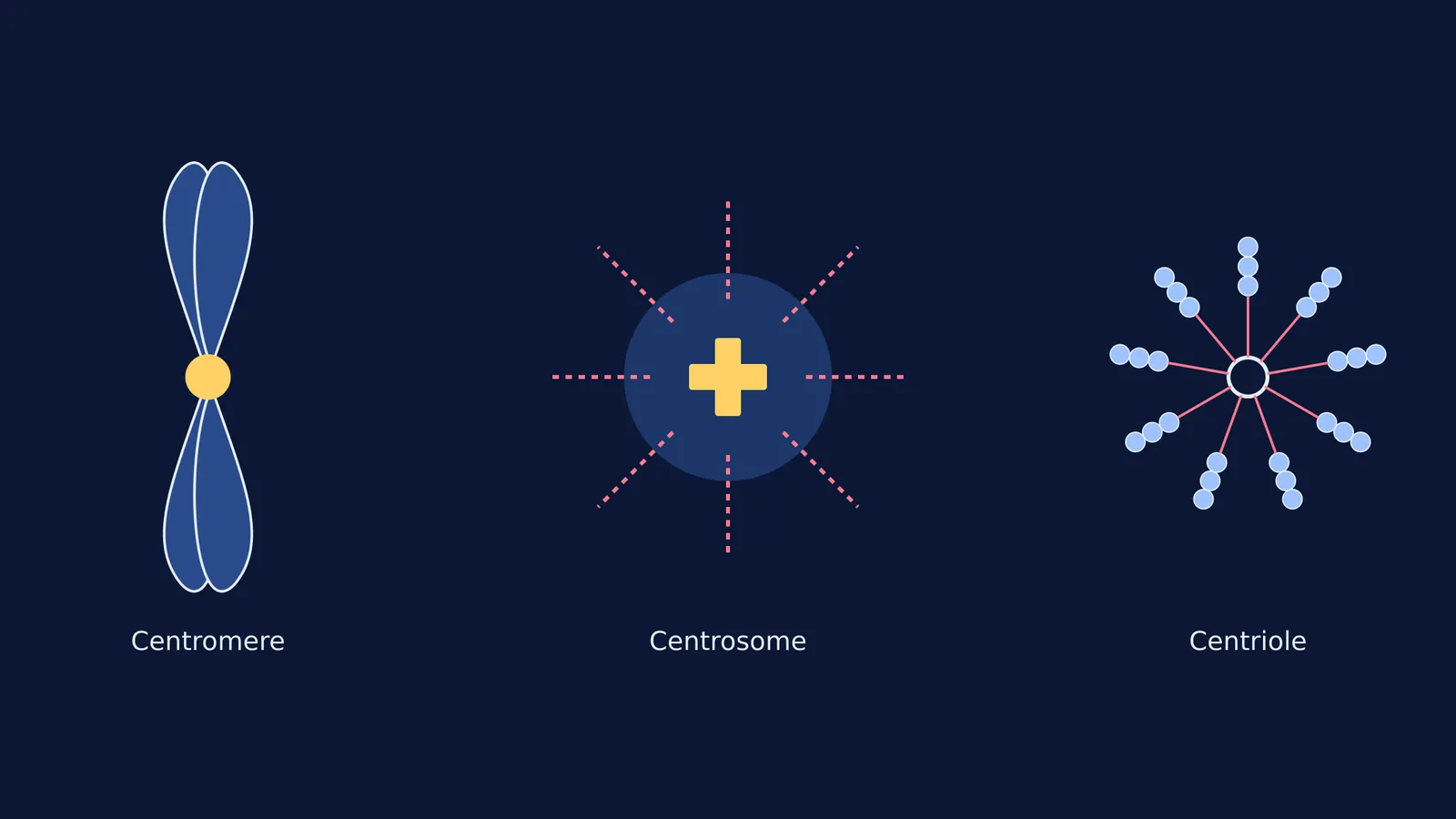 Diagrams of a centromere on a chromosome, a centrosome organelle, and a centriole cross-section.