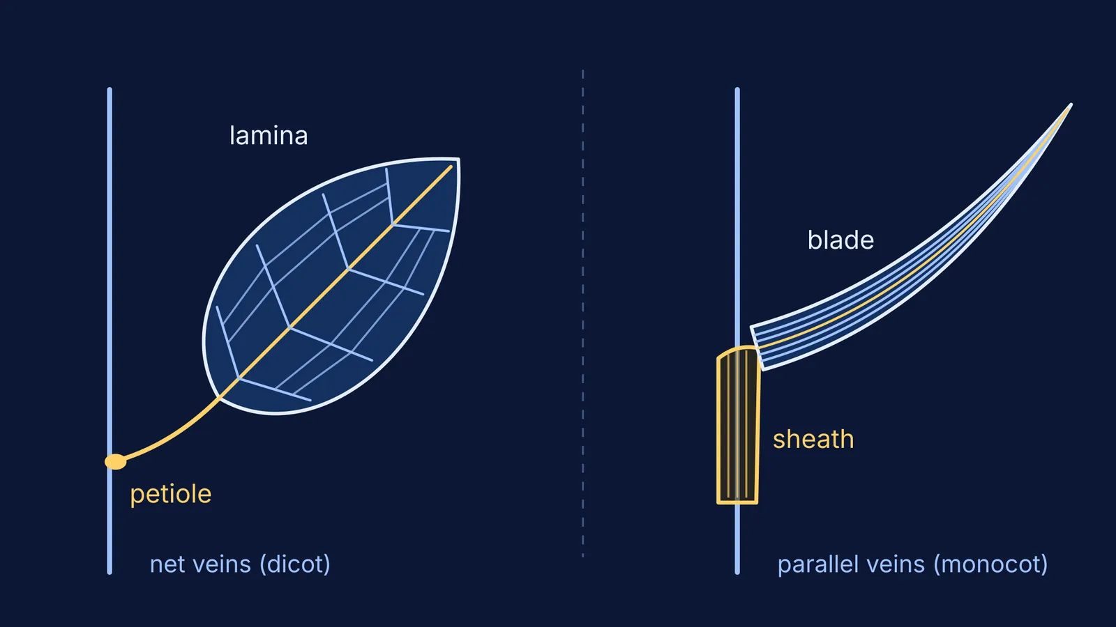 Dicot leaf with petiole and net veins beside monocot leaf with sheath