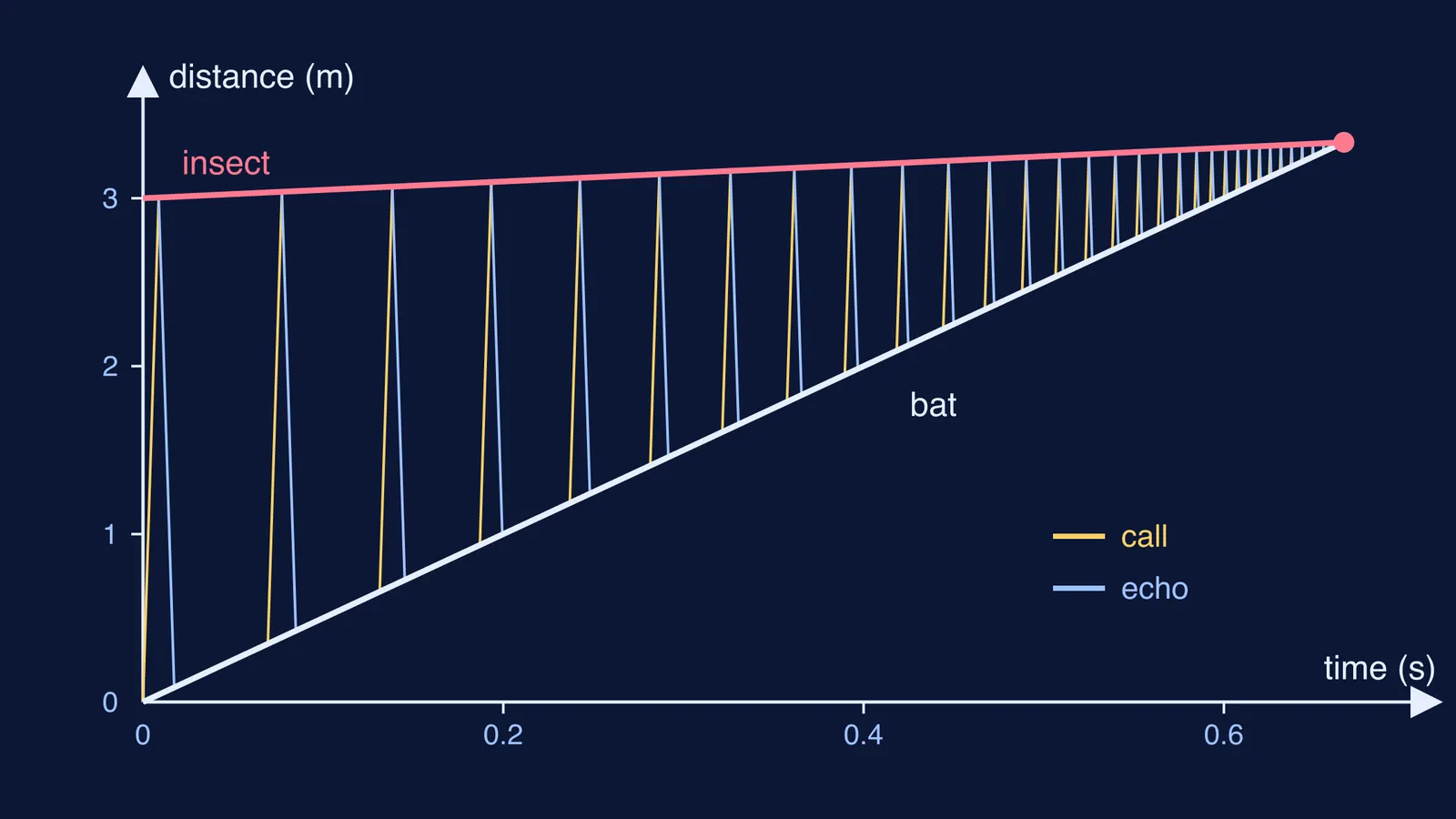 Distance-time plot of a bat's calls and echoes closing on an insect