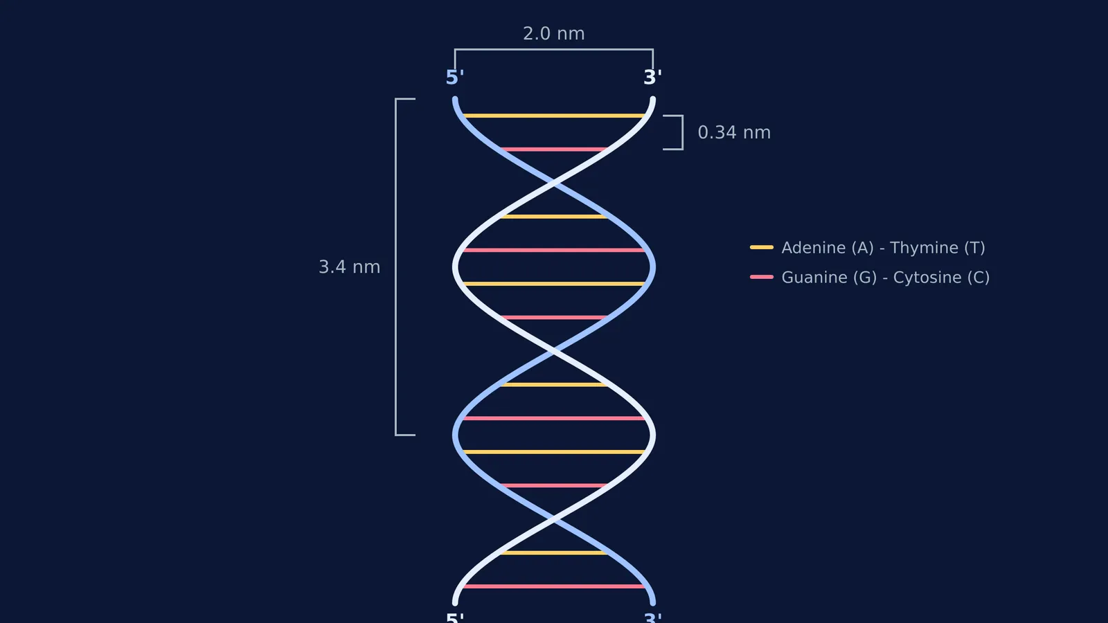 DNA double helix diagram with dimensions, polarity and base pairs