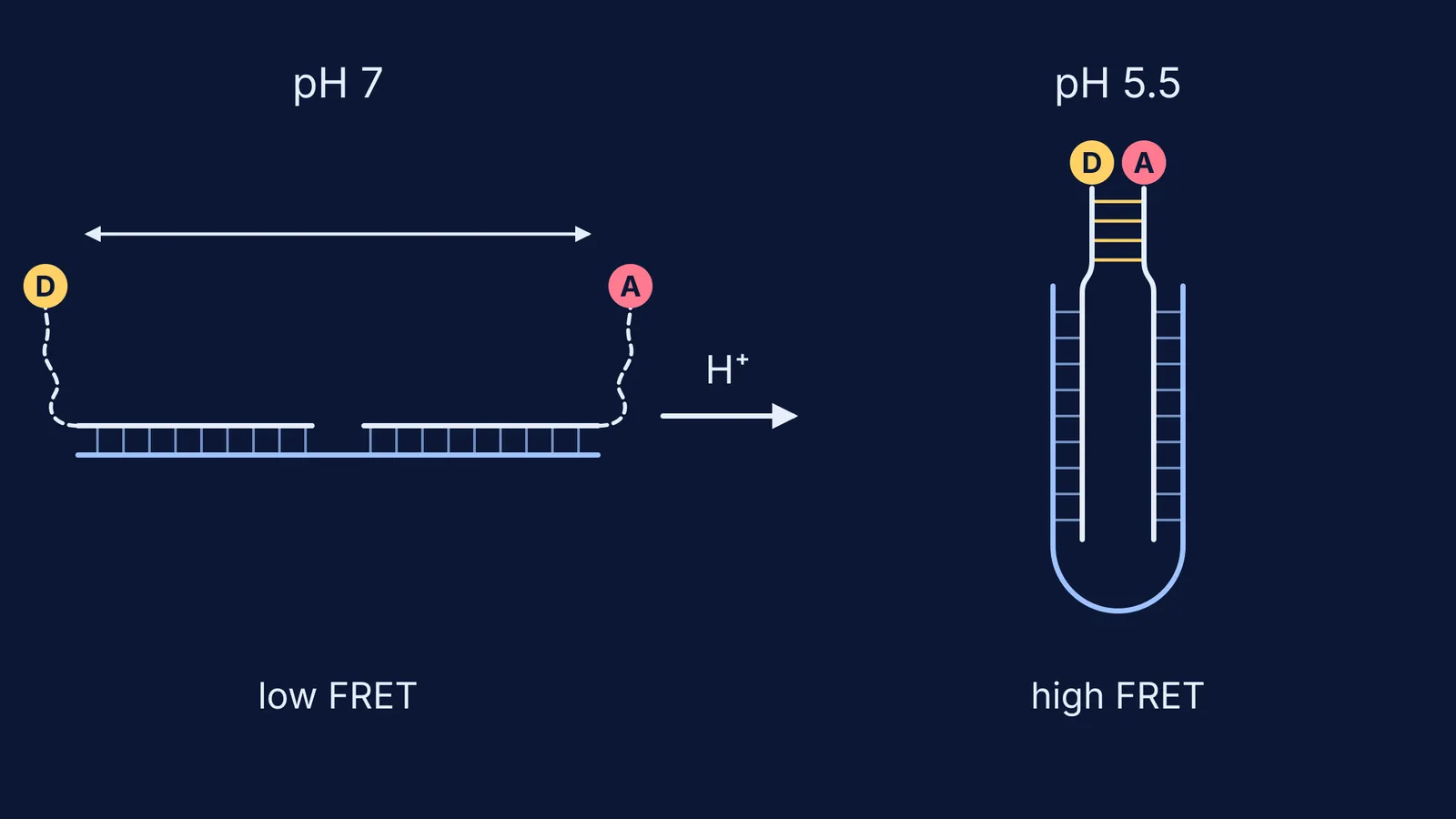 DNA I-switch open at pH 7 and folded shut with dyes together at pH 5.5