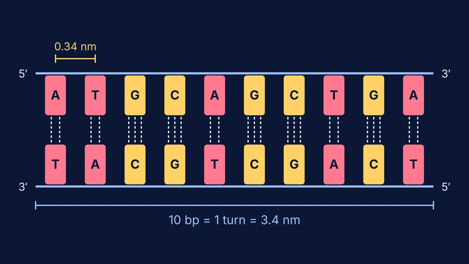 DNA ladder of ten base pairs showing two or three hydrogen bonds each