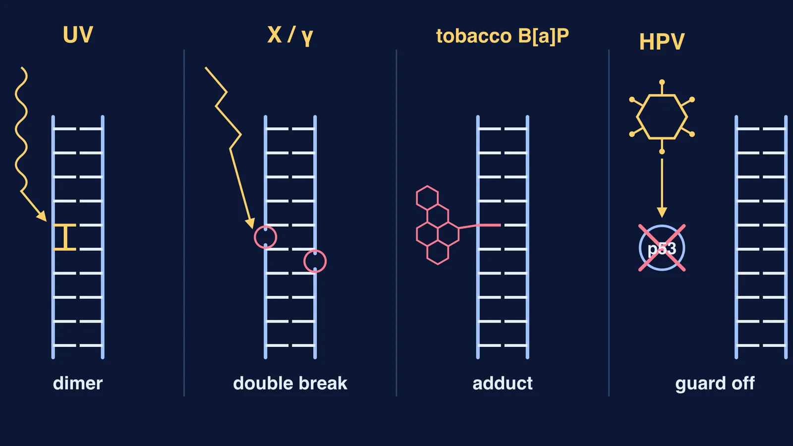 DNA ladders showing a UV dimer, a double-strand break, a chemical adduct and blocked p53