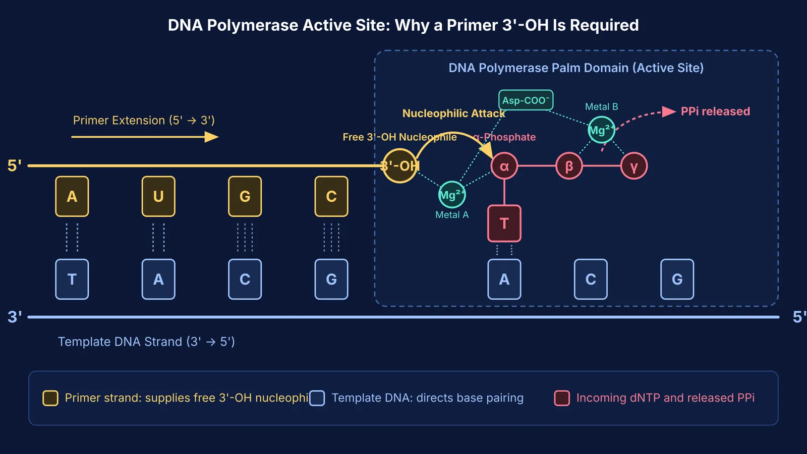 DNA polymerase active site showing primer 3'-OH nucleophilic attack on incoming dNTP
