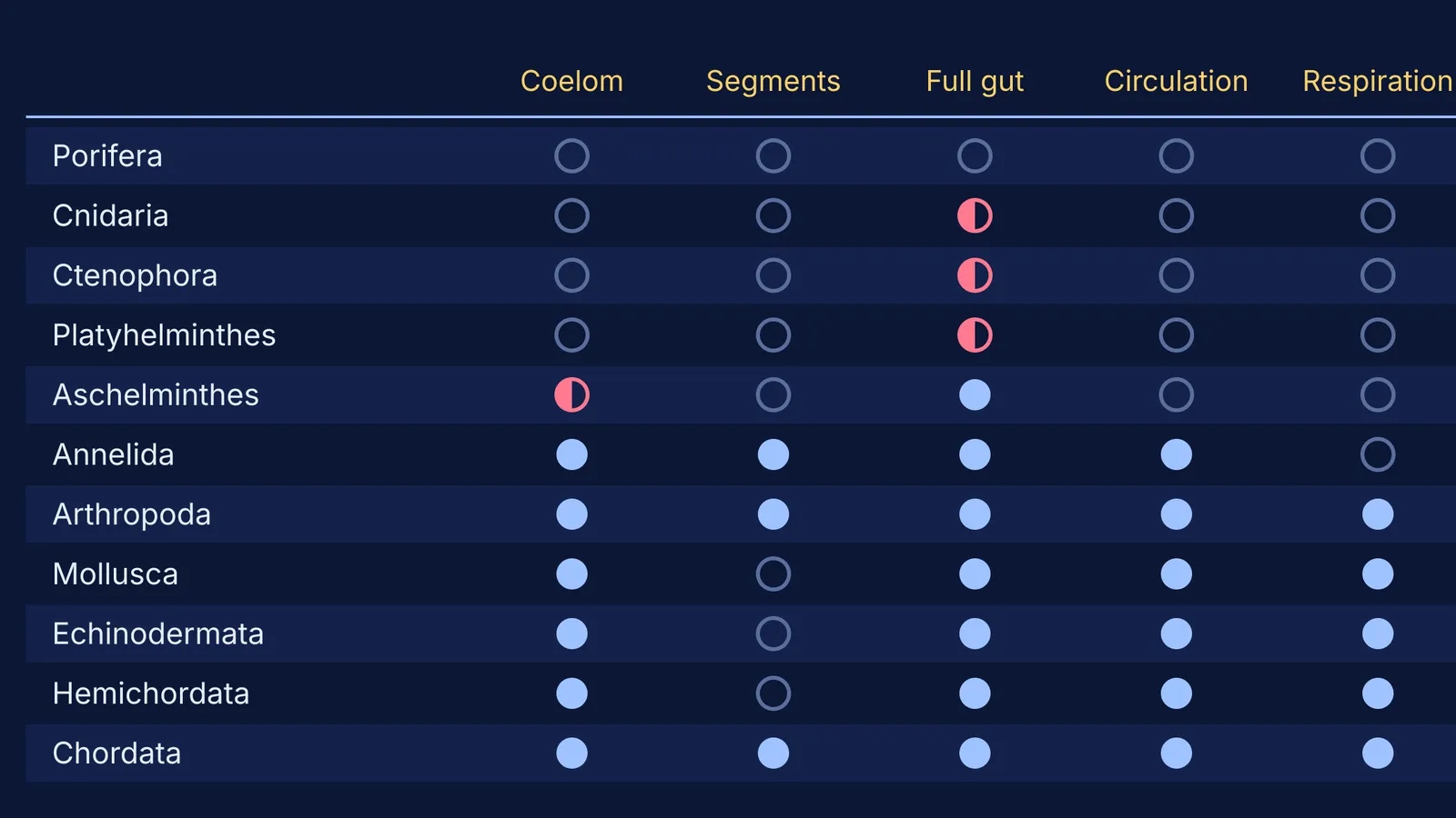 Dot chart comparing 11 animal phyla on coelom, segments, gut, circulation, respiration
