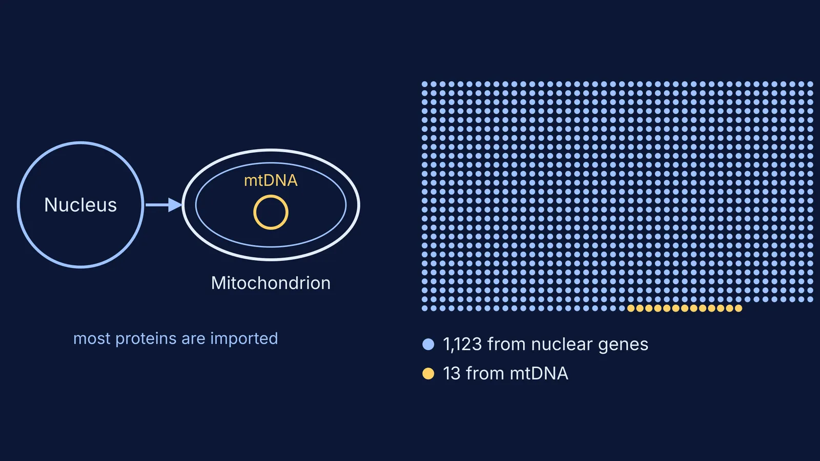 Dot grid of 1,136 mitochondrial genes, 13 highlighted as encoded by mtDNA