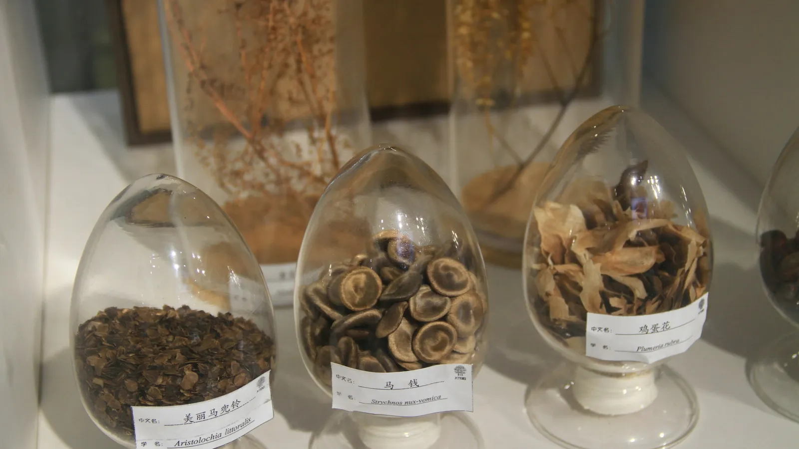 Dried herbs and roots in glass jars