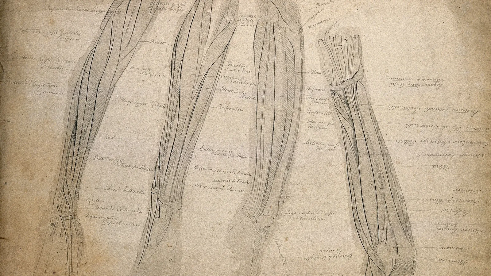 Early-1800s pencil drawings of four forearms with muscles labelled in handwriting