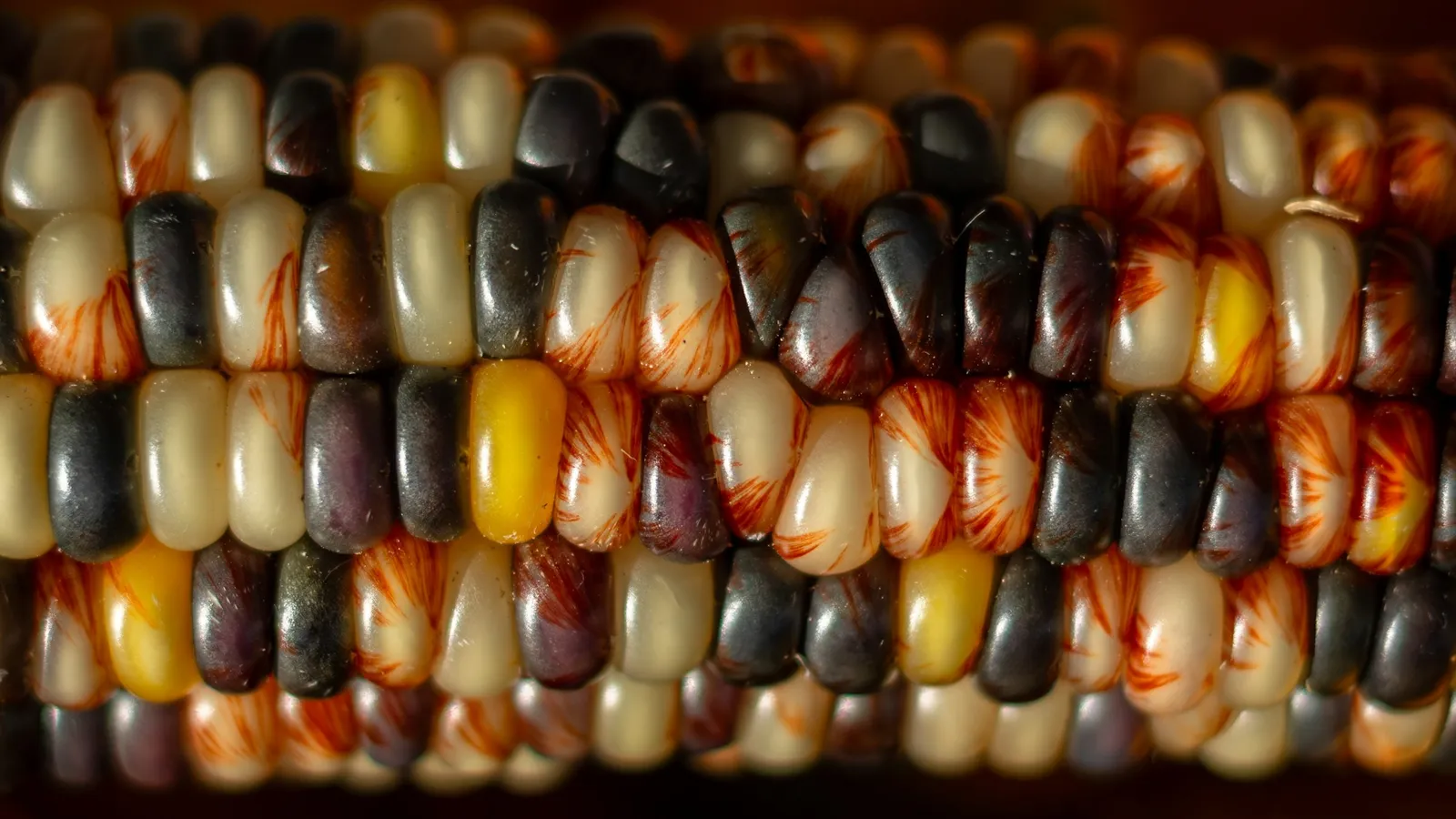 Ears of corn with multicoloured speckled kernels