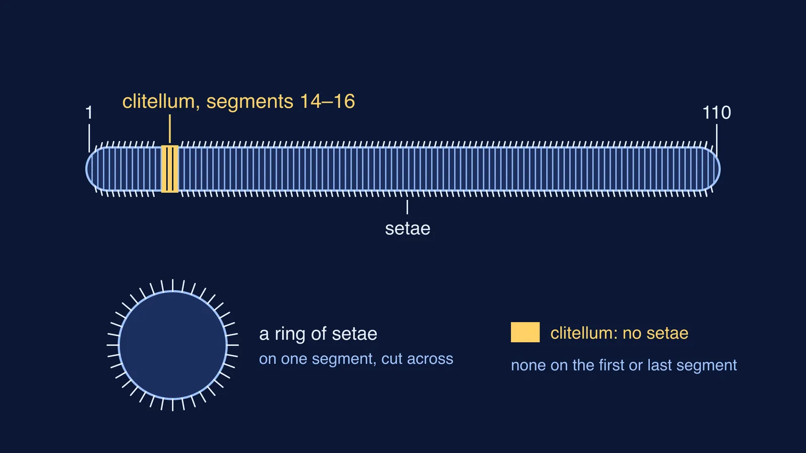Earthworm diagram: 110 segments, clitellum on segments 14 to 16, setae rings