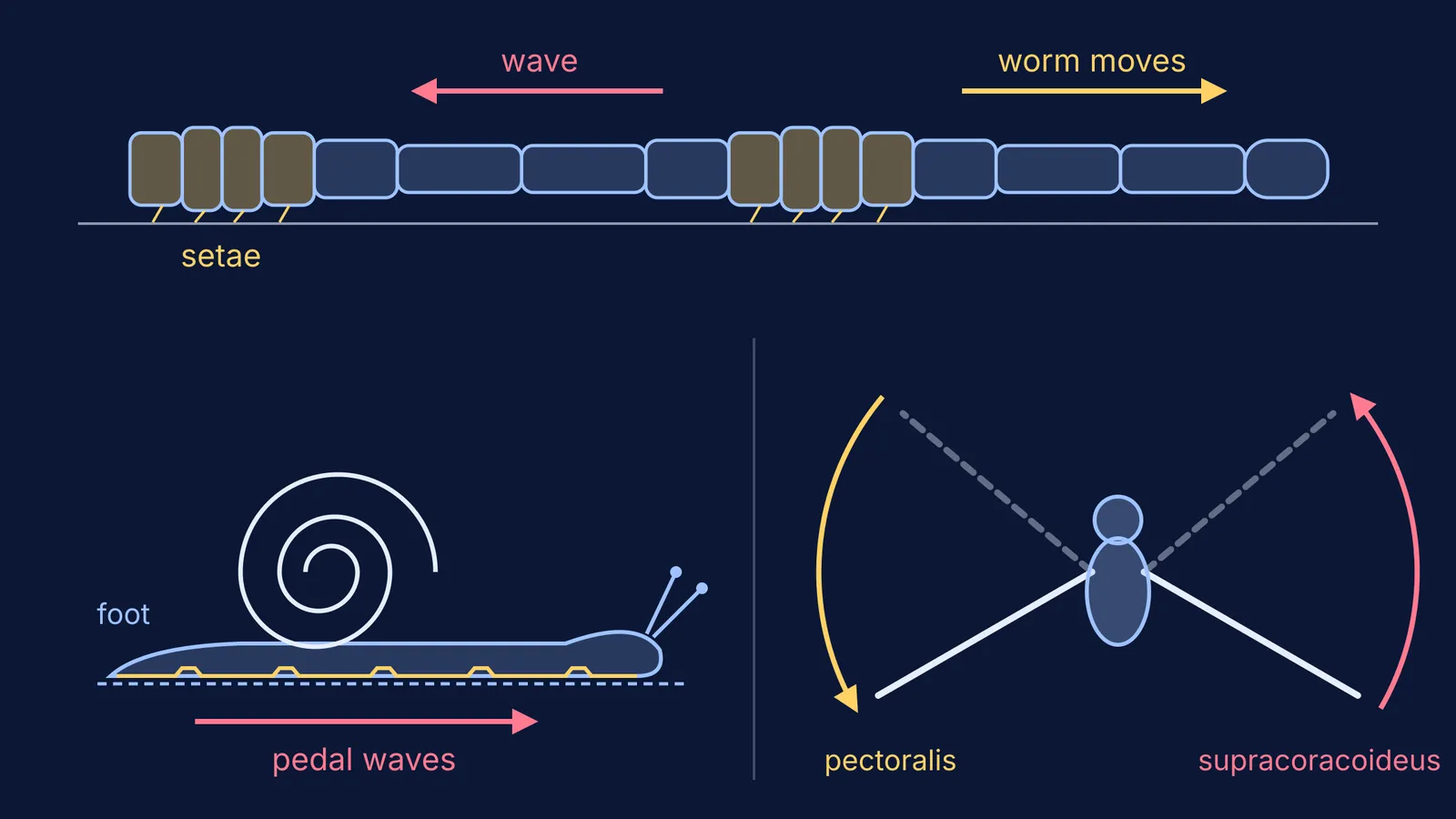 Earthworm peristalsis wave, snail foot pedal waves and bird wing strokes