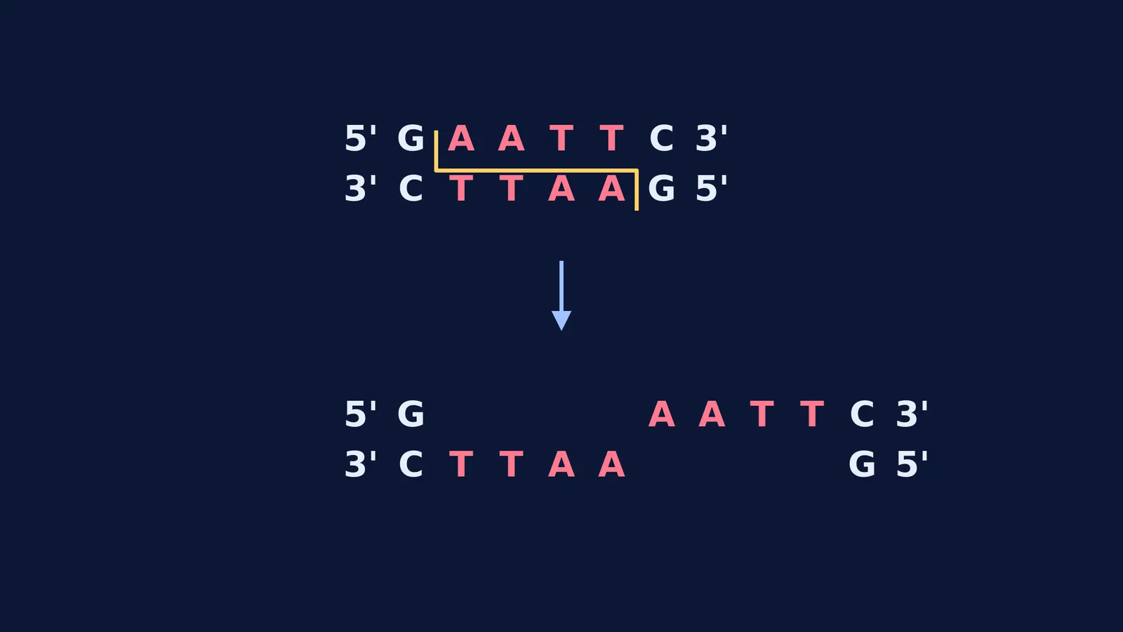 EcoRI cutting a DNA sequence to create sticky ends