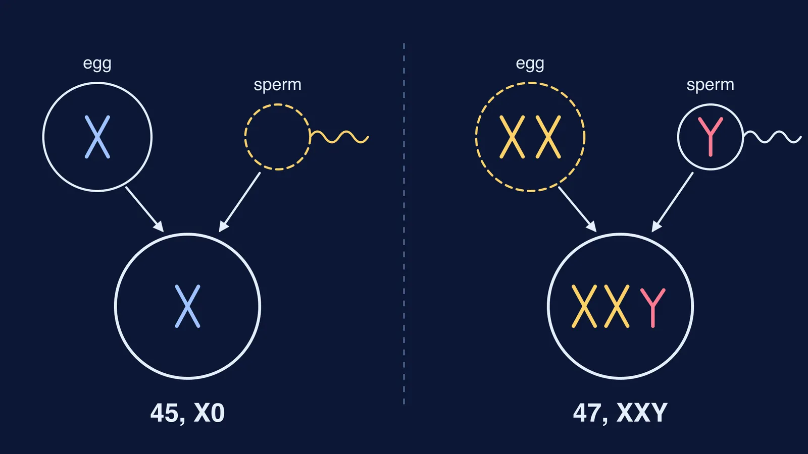 Egg and sperm combining into 45, X0 and 47, XXY zygotes