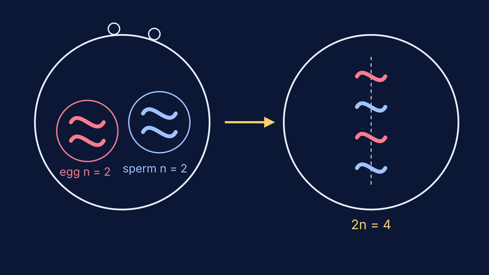 Egg and sperm pronuclei with two chromosomes each joining into a four-chromosome cell