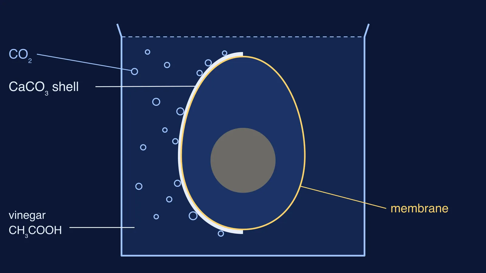 Egg in vinegar: shell fizzing with CO2 on left, bare membrane on right
