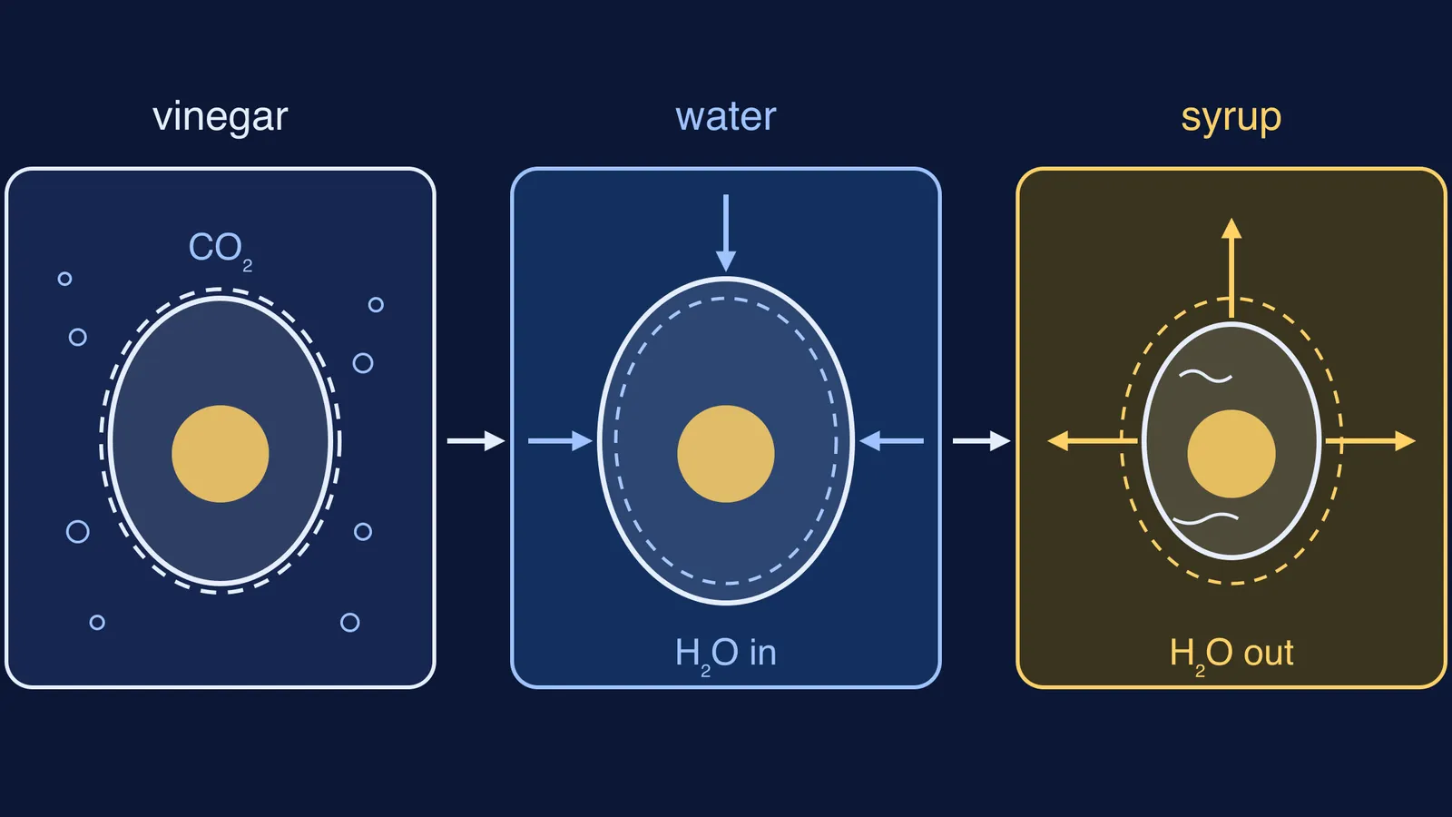Egg shell dissolving in vinegar, then the egg swelling in water and shrinking in syrup