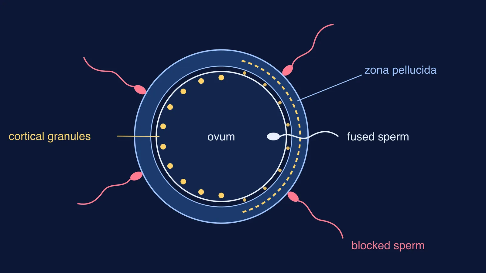 Egg with zona pellucida, one fused sperm inside and others blocked outside