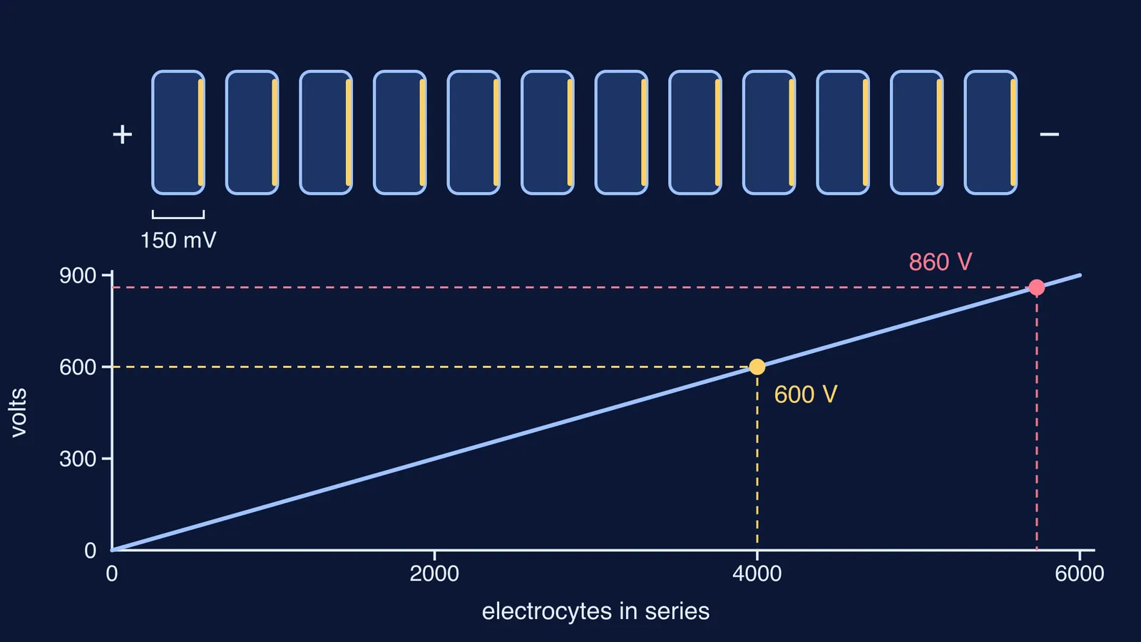 Electrocytes stacked in series and a graph of total voltage rising with cell count
