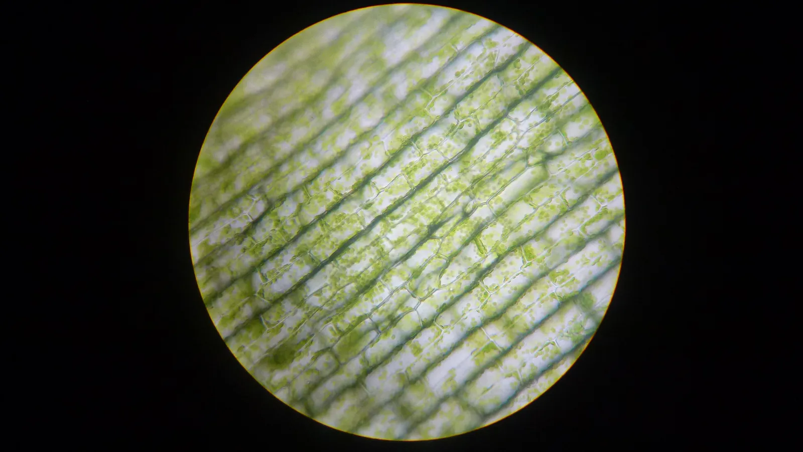 Elodea leaf cells packed with green chloroplasts, seen through a microscope
