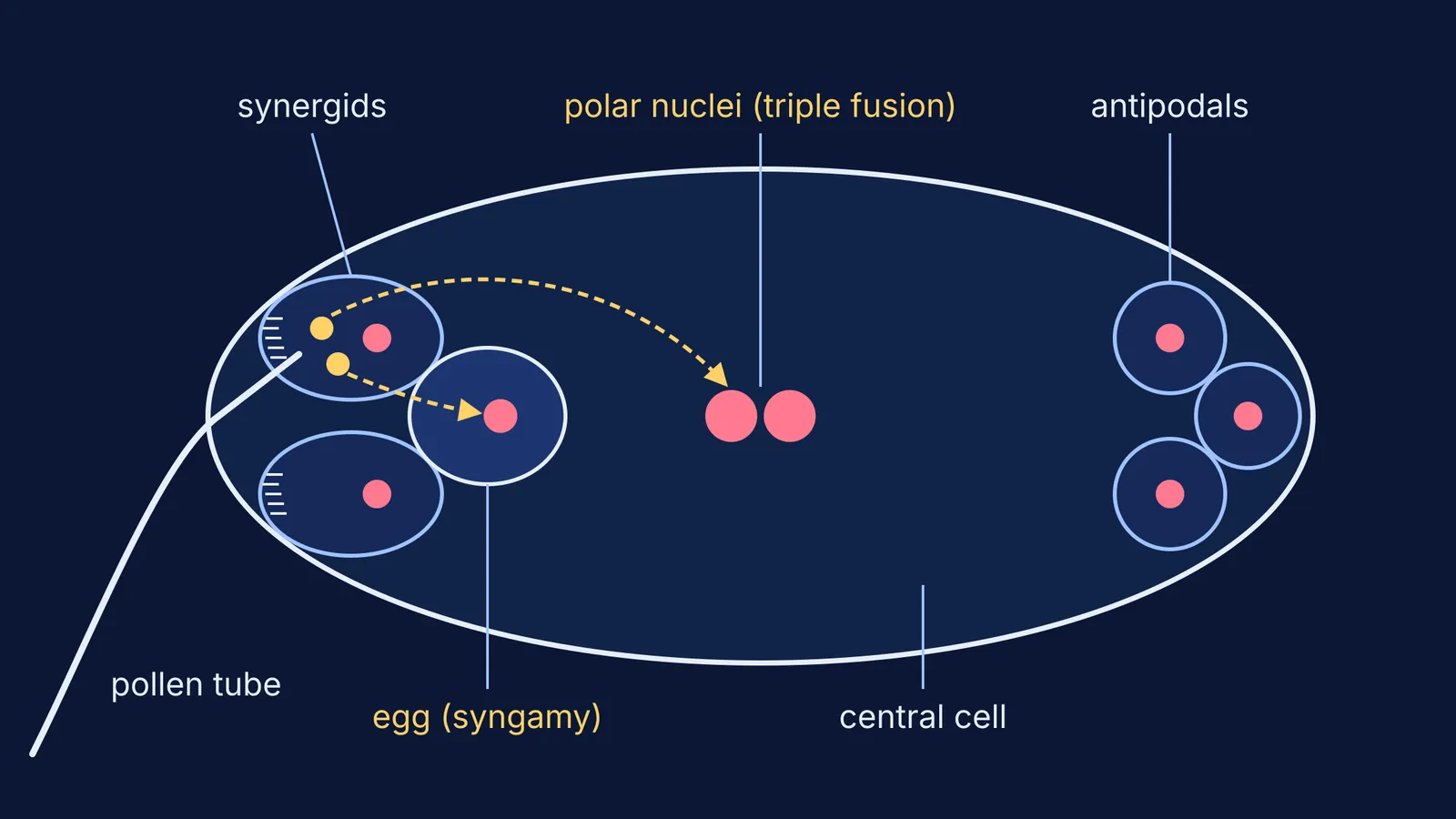 Embryo sac with seven cells, eight nuclei and double fertilisation arrows