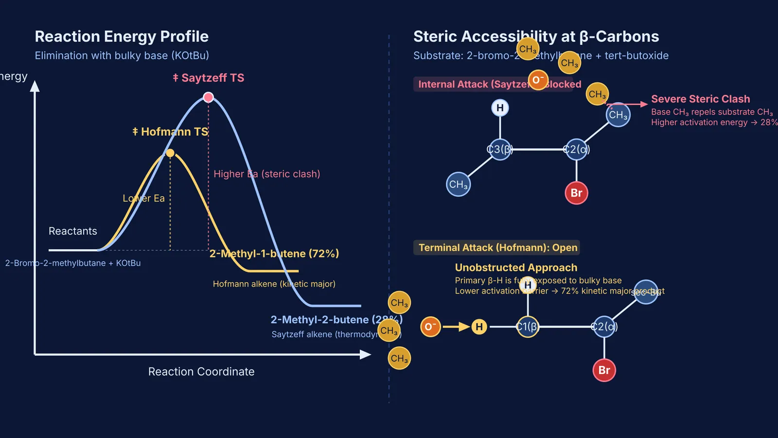 Energy profile and steric hindrance mechanism for Hofmann versus Saytzeff alkene elimination