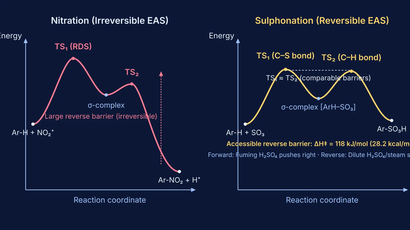 Energy profile comparing reversible benzene sulphonation with irreversible nitration