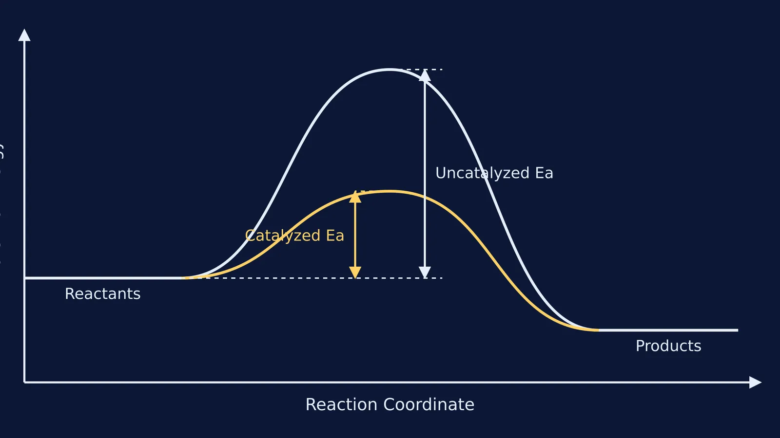 Energy profile showing uncatalyzed vs catalyzed activation energies