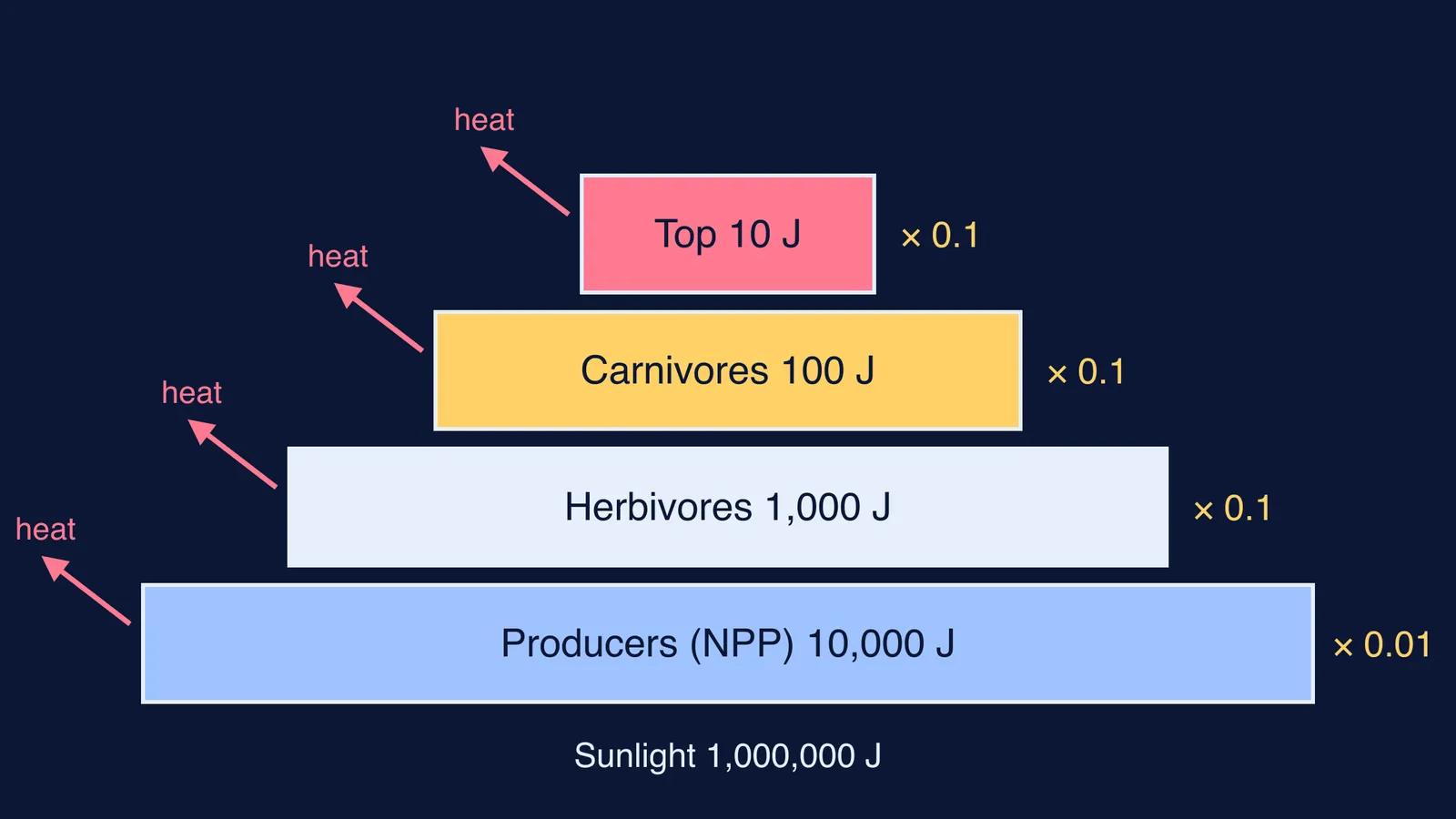 Energy pyramid from 10,000 J in producers to 10 J in top carnivores