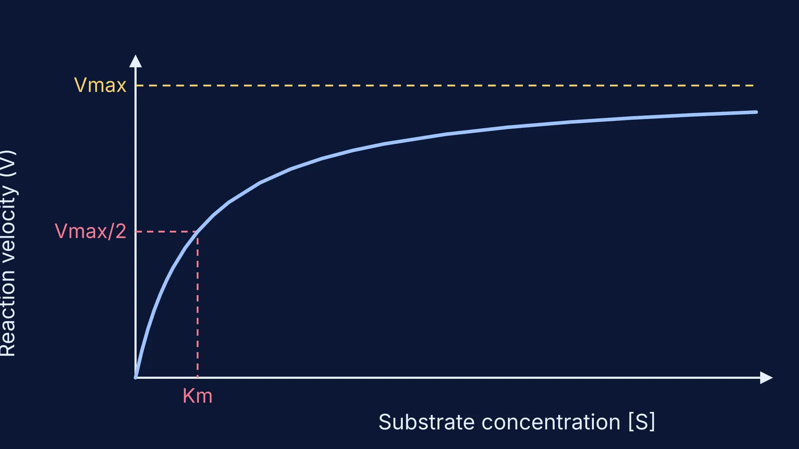 Enzyme reaction velocity curve rising and levelling off at Vmax, with Km marked