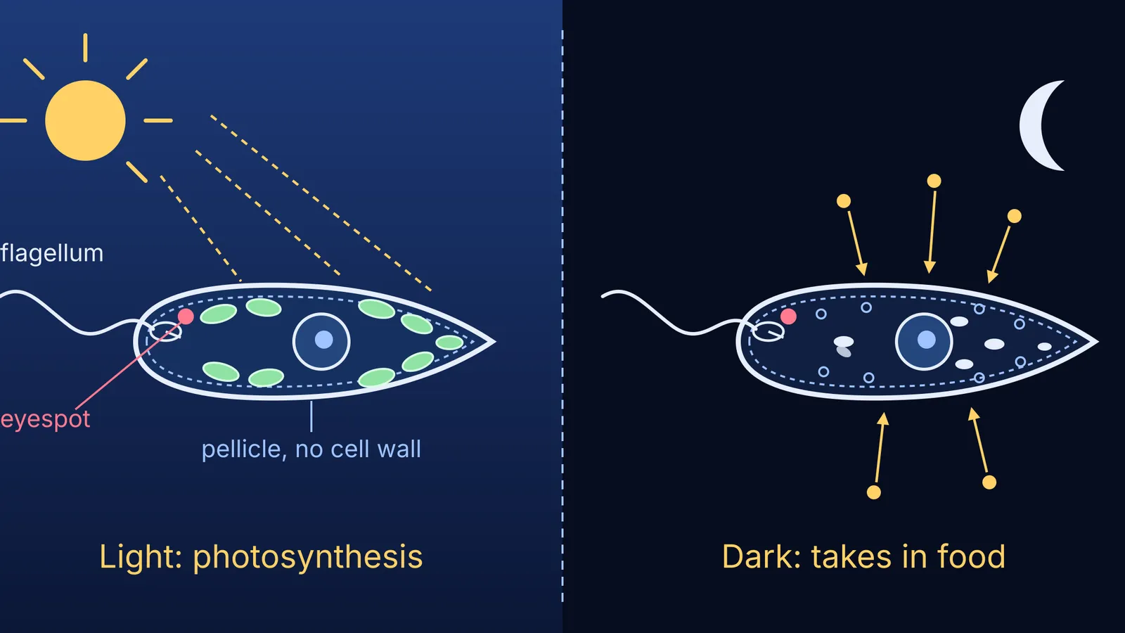 Euglena cell with green chloroplasts in light beside a pale dark-grown cell