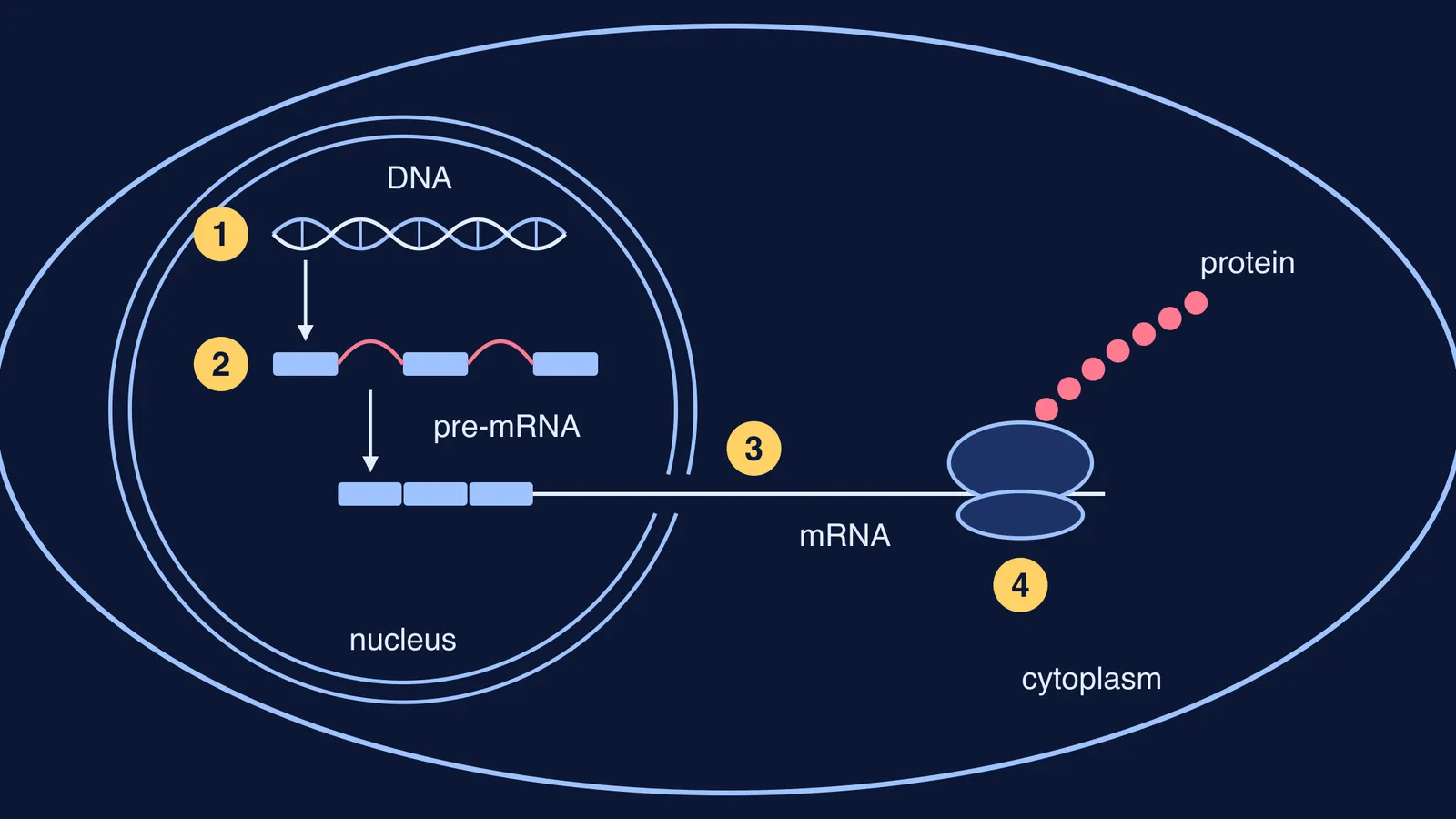 Eukaryotic cell diagram marking four gene control points from DNA to protein