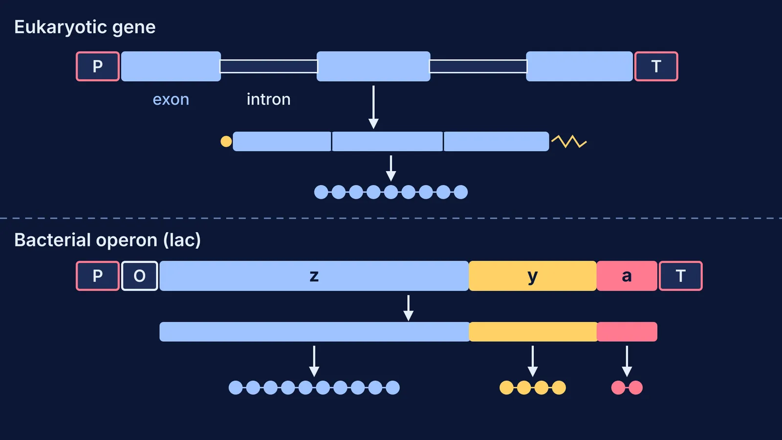 Eukaryotic split gene giving one protein above the lac operon giving three