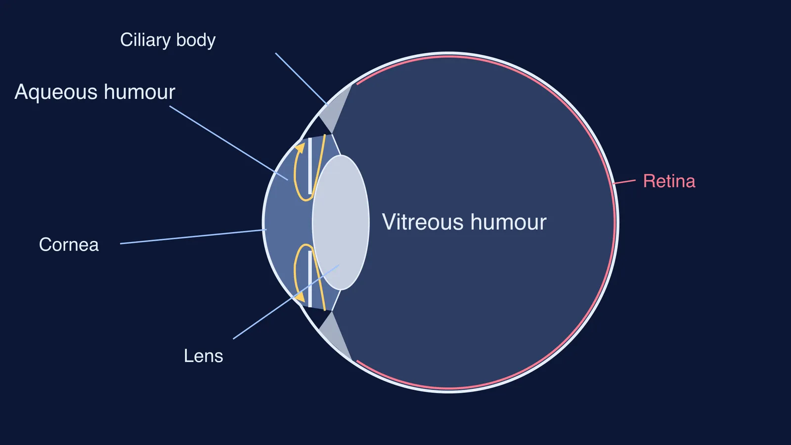 Eye cross-section: watery aqueous humour in front of the lens, vitreous gel behind it