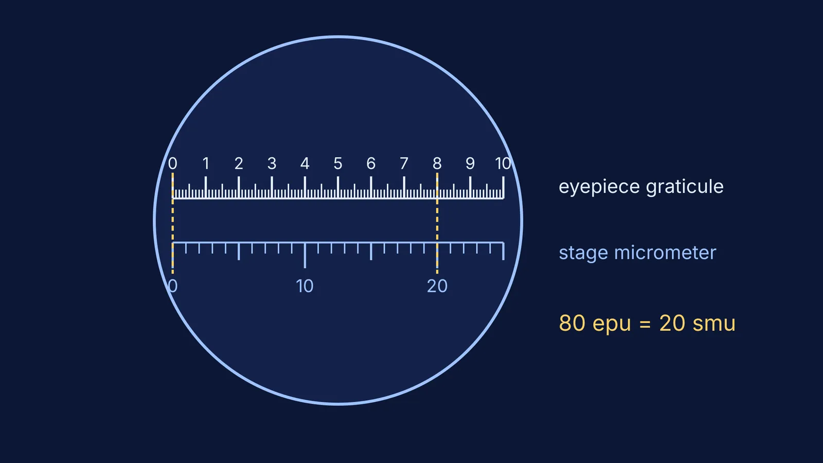 Eyepiece graticule aligned with a stage micrometer: 80 eyepiece units equal 20 micrometer units