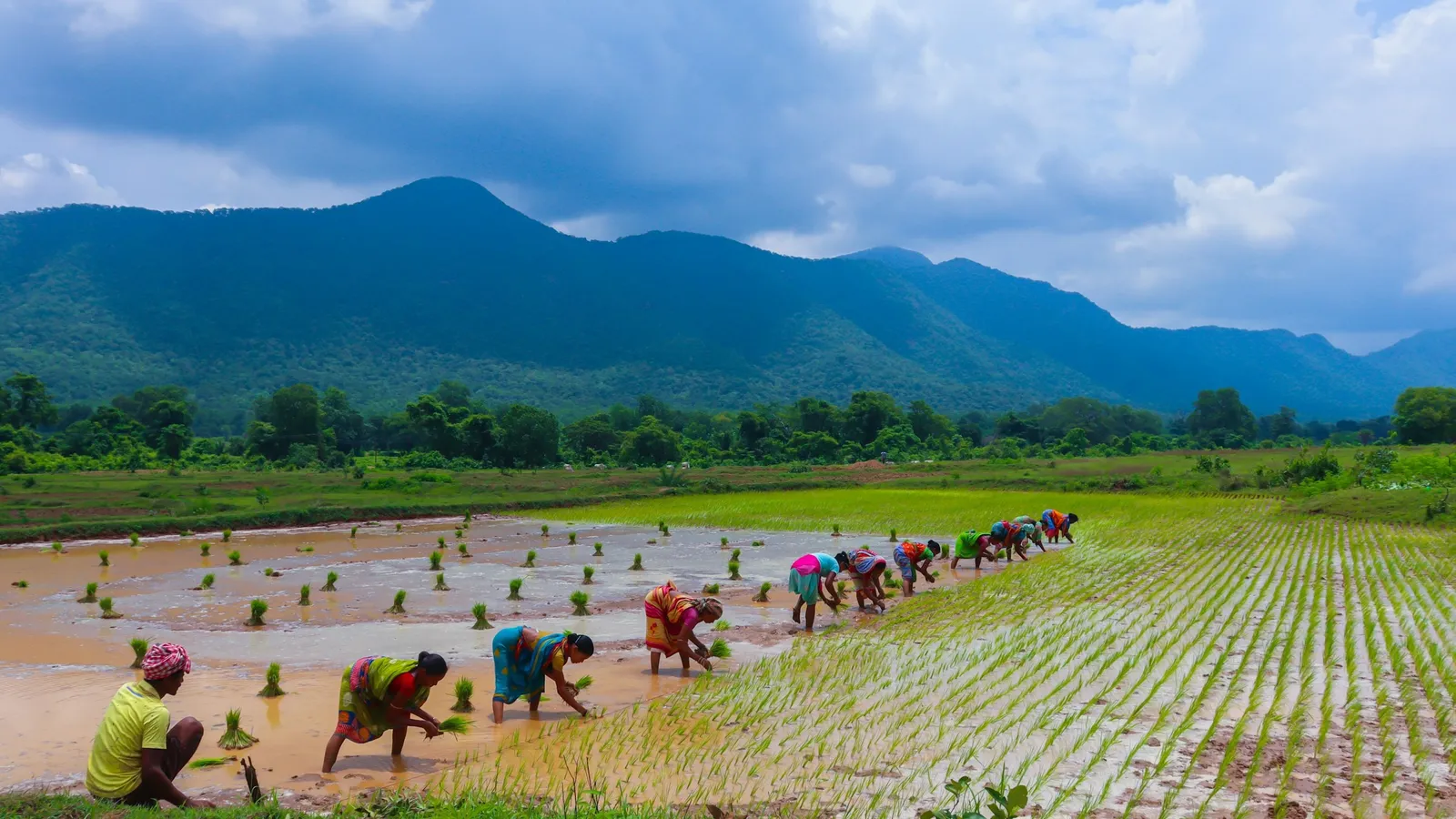 Farmers transplanting rice seedlings in a flooded field